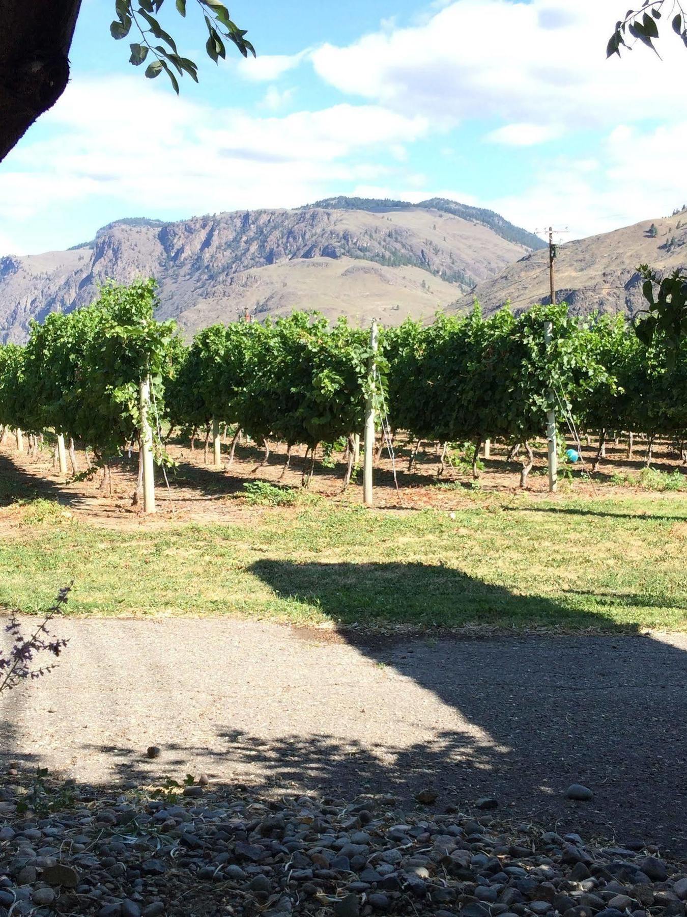 Crowsnest Vineyards Guesthouse Keremeos Kültér fotó